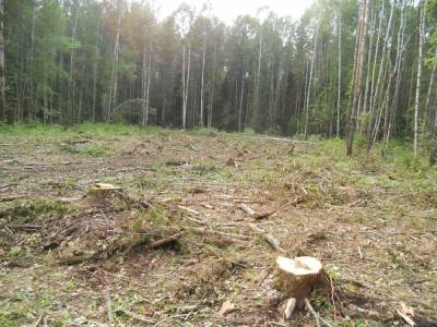 Житель Тонкинского района незаконно нарубил деревьев на 130 тысяч рублей - vgoroden.ru - Россия - Нижегородская обл. - Экология