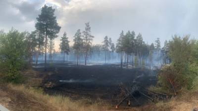 Площадь, пройденная огнем, в самарском нацпарке "Бузулукский бор" достигла 700 га - interfax-russia.ru - Самара - Самарская обл. - Ситуация
