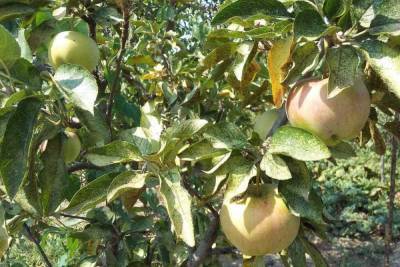 На Ставрополье ожидают двукратный рост урожая яблок - kavkaz.mk.ru - Ставрополье