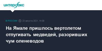 На Ямале пришлось вертолетом отпугивать медведей, разоривших чум оленеводов - interfax.ru - Москва - окр. Янао