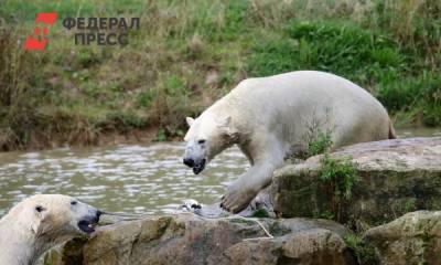 На Ямале три белых медведя поживились запасами оленеводов - fedpress.ru