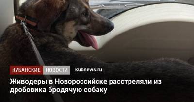Живодеры в Новороссийске расстреляли из дробовика бродячую собаку - kubnews.ru - Краснодарский край - Новороссийск