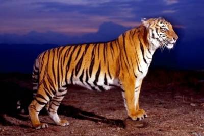 В Хабаровском крае застрелили тигра-людоеда, убившего мужчину минувшей ночью - nakanune.ru - Хабаровский край - Нападение