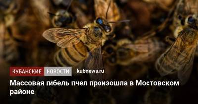 Массовая гибель пчел произошла в Мостовском районе - kubnews.ru - Краснодарский край - Курганинск
