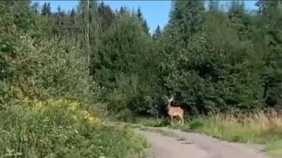 Красавец-олень вышел к людям из леса под Зеленоградом - vm.ru - Зеленоград