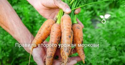 Правила второго урожая моркови - skuke.net