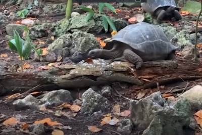 Аномалия: Гигантская травоядная черепаха, откусившая голову птенцу, попала на видео - mk.ru - Сейшелы