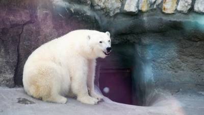 Якутскую белую медведицу в Московском зоопарке назовут Томпой - vm.ru - Москва - респ. Саха