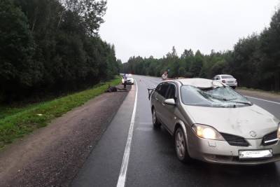 В Порховском районе водитель наехала на лося - mk-pskov.ru - Россия - Псковская обл. - Псков - Великий Новгород