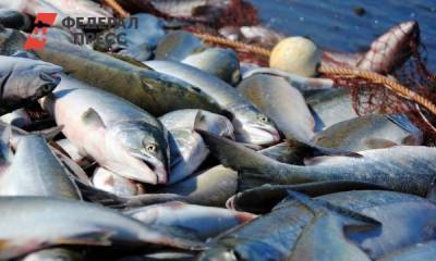 На Камчатке гибнет красная рыба: виноваты чиновники - fedpress.ru - Петропавловск-Камчатский - с. Никольское