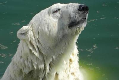 В Московском зоопарке дали имя спасённой в Якутии белой медведице - versia.ru - респ. Саха - район Томпонский
