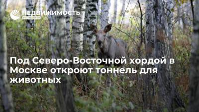 Рафик Загрутдинов - Под Северо-Восточной хордой в Москве откроют тоннель для животных - realty.ria.ru - Москва - Строительство