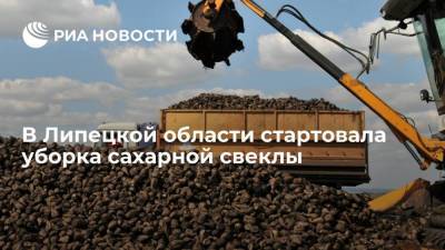 Игорь Артамонов - В Липецкой области стартовала уборка сахарной свеклы - smartmoney.one - Липецкая обл.