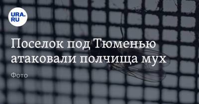 Поселок под Тюменью атаковали полчища мух. Фото - ura.news - Тюмень - Боровский