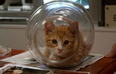 Котенок не мог вылезти из банки: что сделала мама кошка - pupolita.ru