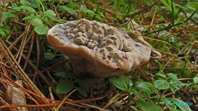 «Кровоточащие» грибы обнаружили в Новосибирской области - 5-tv.ru - Новосибирск - Новосибирская обл.