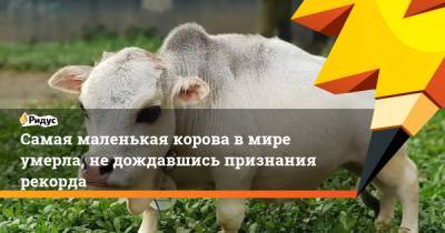 Самая маленькая корова вмире умерла, недождавшись признания рекорда - ridus.ru - Индия - Бангладеш