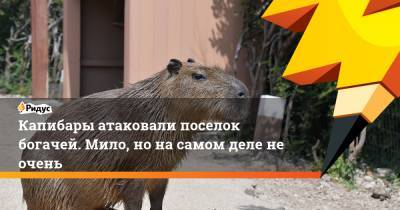 Капибары атаковали поселок богачей. Мило, но на самом деле не очень - ridus.ru - Аргентина - Экология