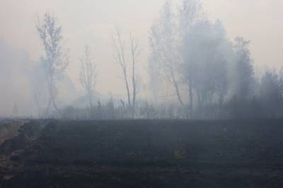 Из-за лесного пожара в Челябинской области могут эвакуировать жителей села - nakanune.ru - Челябинская обл.
