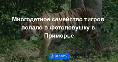 Многодетное семейство тигров попало в фотоловушку в Приморье - news.mail.ru - Приморье край