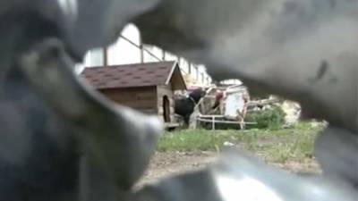 В подмосковном конном клубе обнаружили «собачий концлагерь» - iz.ru - Израиль - Московская обл.