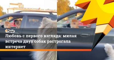 Любовь с первого взгляда: милая встреча двух собак растрогала интернет - ridus.ru