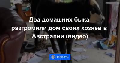 Два домашних быка разгромили дом своих хозяев в Австралии (видео) - news.mail.ru - Австралия