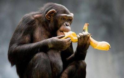 Правда или миф: обезьяны любят бананы больше всего - skuke.net