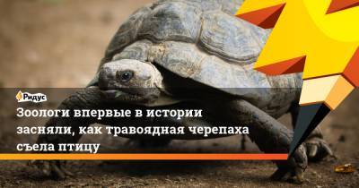 Зоологи впервые в истории засняли, как травоядная черепаха съела птицу - ridus.ru