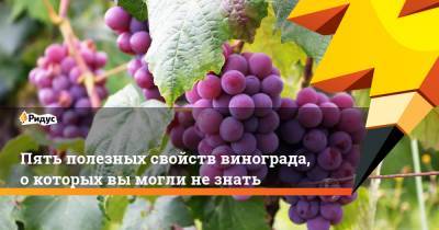 Пять полезных свойств винограда, о которых вы могли не знать - ridus.ru - Виноград