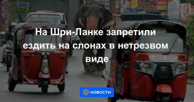 На Шри-Ланке запретили ездить на слонах в нетрезвом виде - news.mail.ru - Шри Ланка