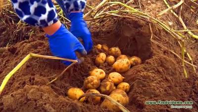 1 тонна картофеля с 1 сотки – место, сроки, подготовка участка и посадка картошки по белорусски - skuke.net