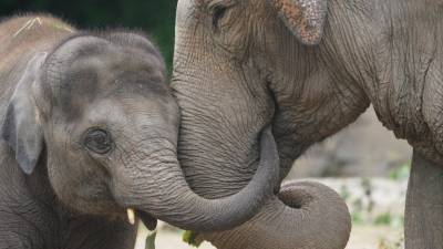 Раем для слонов стала Шри-Ланка после принятия нового закона - 5-tv.ru - Шри Ланка