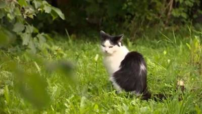 Евгений Попов - На кота, который дразнил собак и охотился на индюков, написали заявление - 5-tv.ru - Ленинградская обл.