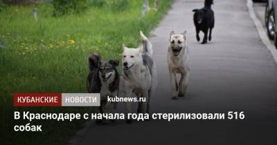 В Краснодаре с начала года стерилизовали 516 собак - kubnews.ru - Краснодарский край - Краснодар