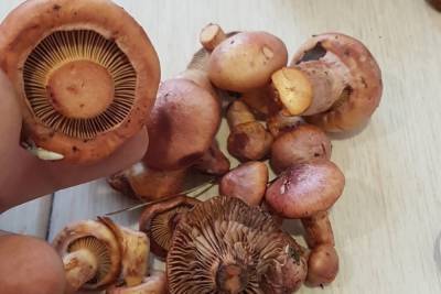 Редкие розовые грибы выросли в лесах Новосибирска в конце августа - novos.mk.ru - Новосибирск