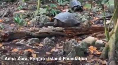 Ученые сделали неожиданное открытие о гигантской черепахе на Сейшелах - enovosty.com - Сейшелы
