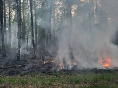 В Миассе за день произошло несколько природных пожаров - u24.ru