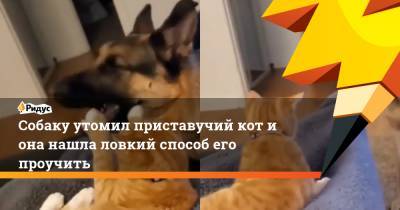 Собаку утомил приставучий кот и она нашла ловкий способ его проучить - ridus.ru