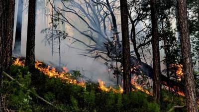 За сутки площадь лесных пожаров в Югре увеличилась в 5,6 раза - znak.com - Югра - Нижневартовск - с. Всего