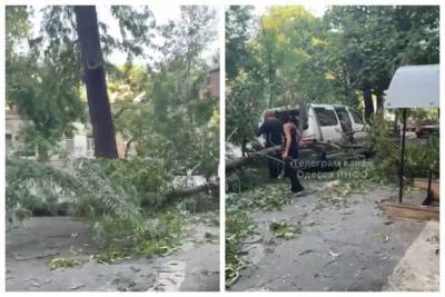 В центре Одессы дерево не выдержало и завалилось на микроавтобус: видео ЧП - politeka.net - Украина - Одесса