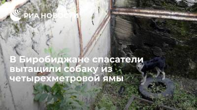 В Биробиджане спасатели вытащили просидевшую три дня в четырехметровой яме собаку - ria.ru - Москва - Россия - Еврейская обл. - Биробиджан