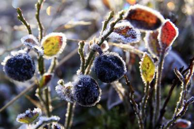 Евгений Тишковец - В Мурманской области зафиксировали первые заморозки - lenta.ru - Москва - Россия - Смоленская обл. - Мурманск - Тверская обл. - Мурманская обл.