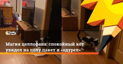 Магия целлофана: спокойный кот увидел на полу пакет и «одурел» - ridus.ru