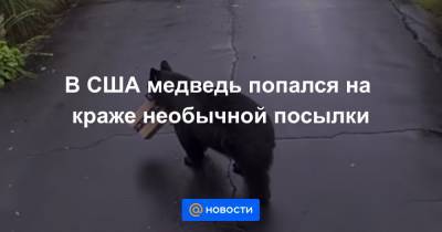 В США медведь попался на краже необычной посылки - news.mail.ru - США - штат Коннектикут
