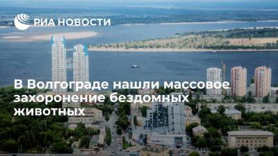В Волгограде нашли массовое захоронение бездомных животных, проводится проверка - ria.ru - Волгоград - район Ворошиловский, Волгоград