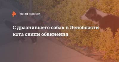 С дразнившего собак в Ленобласти кота сняли обвинения - ren.tv - Ленинградская обл.