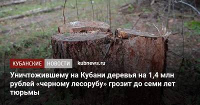 Уничтожившему на Кубани деревья на 1,4 млн рублей «черному лесорубу» грозит до семи лет тюрьмы - kubnews.ru - Россия - Краснодарский край - Краснодар - Белореченск