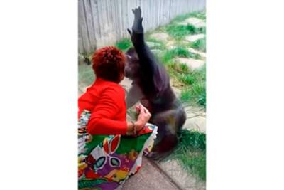 Женщине запретили ходить в зоопарк из-за слишком близких отношений с шимпанзе - lenta.ru - Бельгия - Чита - Антверпен