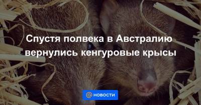 Спустя полвека в Австралию вернулись кенгуровые крысы - news.mail.ru - Австралия